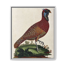 A horned Indian pheasant standing on the grass by J. Pass after J. E. Ihle. - NOMADEN ART GALLERY