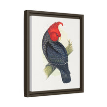 Gang-Gang Cockatoo (Callocephalon fimbriatum) colored wood-engraved plate by Alexander Francis Lydon