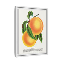 Champion plum lithograph from Botanical Specimen published by Rochester Lithographing