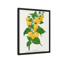 Golden queen raspberry lithograph. Digitally enhanced from our own original 1900 edition plates of Botanical Specimen published by Rochester Lithographing