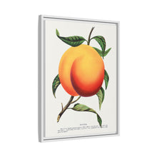 Foster peach lithograph. Digitally enhanced from our own original 1900 edition plates of Botanical Specimen published by Rochester Lithographing