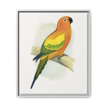 Sun Parrakeet (Aratinga solstitialis) colored wood-engraved plate by Alexander Francis Lydon - NOMADEN ART GALLERY