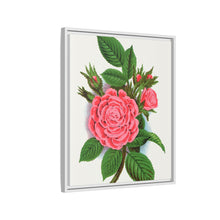 Pink rose, Salet Moss lithograph. Digitally enhanced from our own original 1900 edition plates of Botanical Specimen published by Rochester Lithographing