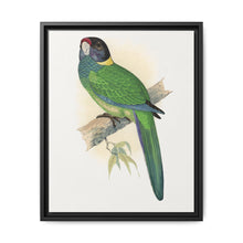 Yellow-Naped Parrakeet (Platycercus Baueri) colored wood-engraved plate by Alexander Francis Lydon. - NOMADEN ART GALLERY