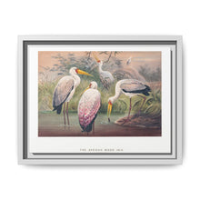 The African Wood Ibis from Zoological sketches (1861-1867) by Joseph Wolf and Philip Lutley Sclater - NOMADEN ART GALLERY