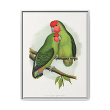 Rosy-Faced Love-Bird (Agapornis roseicollis) colored wood-engraved plate by Alexander Francis Lydon. - NOMADEN ART GALLERY