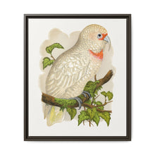 Slender-Billed Cockatoo (Cacatua tenuirostris) colored wood-engraved plate by Alexander Francis Lydon. - NOMADEN ART GALLERY