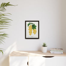 White Grape Lithograph | Vintage Botanical Wall Art Print
