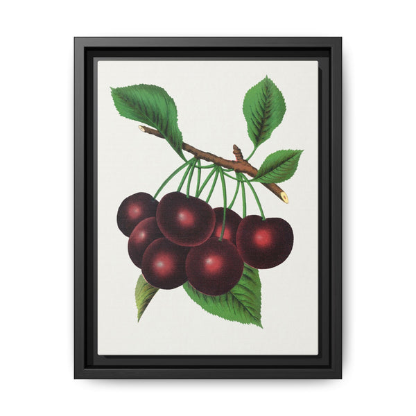 Black Tartarian cherry lithograph. Digitally enhanced from our own original 1900 edition plates of Botanical Specimen published by Rochester Lithographing - NOMADEN ART GALLERY