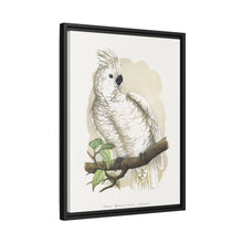 Placa xilográfica coloreada de la cacatúa de cresta blanca (Cacatua alba) de Alexander Francis Lydon