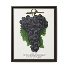 Early Ohio grape lithograph. Digitally enhanced from our own original 1900 edition plates of Botanical Specimen published by Rochester Lithographing - NOMADEN ART GALLERY