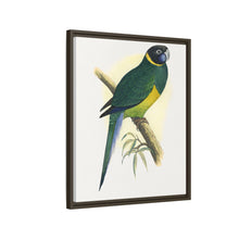 Bauer's Parrakeet (Barnardius zonarius) colored wood-engraved plate by Alexander Francis Lydon.