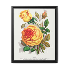 lithograph from Botanical Specimen published by Rochester Lithographing - NOMADEN ART GALLERY