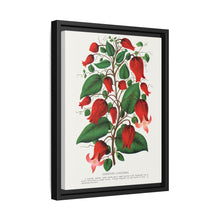 Prunus Triloba flower lithograph. Digitally enhanced from our own original 1900 edition plates of Botanical Specimen published by Rochester Lithographing