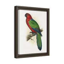 Red Shining Parrakeet (Prosopeia tabuensis) colored wood-engraved plate by Alexander Francis Lydon