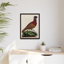 A horned Indian pheasant standing on the grass by J. Pass after J. E. Ihle.