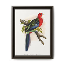 Rose-Hill or Rosella Parrakeet (Platycercus eximius) colored wood-engraved plate by Alexander Francis Lydon - NOMADEN ART GALLERY