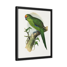 Golden-Crowned Parrakeet (Cyanoramphus auriceps) colored wood-engraved plate by Alexander Francis Lydon