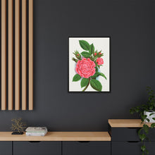 Pink rose, Salet Moss lithograph. Digitally enhanced from our own original 1900 edition plates of Botanical Specimen published by Rochester Lithographing