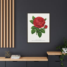 Red rose, General Jacquemont flower lithograph. Digitally enhanced from our own original 1900 edition plates of Botanical Specimen published by Rochester Lithographing