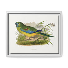 Turquoisine (Neophema pulchella) colored wood-engraved plate by Alexander Francis Lydon - NOMADEN ART GALLERY
