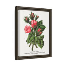 Pink roses, Crested Moss lithograph. Digitally enhanced from our own original 1900 edition plates of Botanical Specimen published by Rochester Lithographing