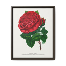 Red rose, American Beauty lithograph. Digitally enhanced from our own original 1900 edition plates of Botanical Specimen published by Rochester Lithographing - NOMADEN ART GALLERY