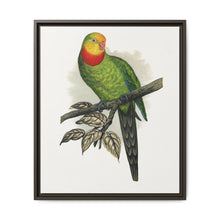 Barraband's Parakeet (Polytelis swainsonii) colored wood-engraved plate by Alexander Francis Lydon - NOMADEN ART GALLERY