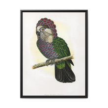 Hawk-Headed Parrot (Deroptyus accipitrinus) colored wood-engraved plate by Alexander Francis Lydon. - NOMADEN ART GALLERY