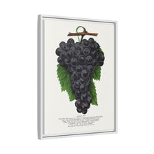 Early Ohio grape lithograph. Digitally enhanced from our own original 1900 edition plates of Botanical Specimen published by Rochester Lithographing