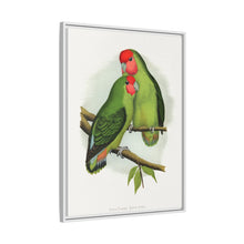 Rosy-Faced Love-Bird (Agapornis roseicollis) colored wood-engraved plate by Alexander Francis Lydon.