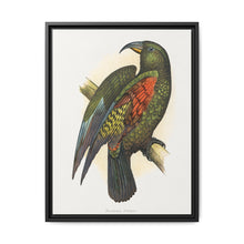 Mountain Parrot (Nestor notabilis) colored wood-engraved plate by Alexander Francis Lydon - NOMADEN ART GALLERY
