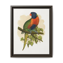 Blue Mountain Lory (Trichoglossus moluccanus) colored wood-engraved plate by Alexander Francis Lydon. - NOMADEN ART GALLERY