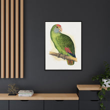 Dufresne's Amazon (Amazona dufresniana) colored wood-engraved plate by Alexander Francis Lydon