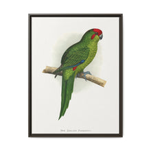 New Zealand Parrakeet (Cyanoramphus novaezelandiae) colored wood-engraved plate by Alexander Francis Lydon - NOMADEN ART GALLERY