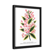 Pink flowers, Weigela lithograph (1900)