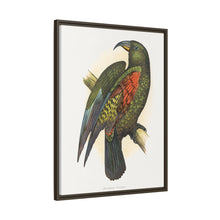 Mountain Parrot (Nestor notabilis) colored wood-engraved plate by Alexander Francis Lydon