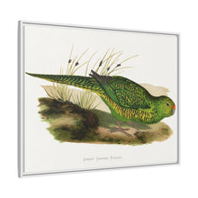 Green Ground Parrot (Pezoporus wallicus) colored wood-engraved plate by Alexander Francis Lydon