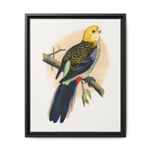 Pale-Headed or Mealy Rosella (Platycercus adscitus) colored wood-engraved plate by Alexander Francis Lydon. - NOMADEN ART GALLERY