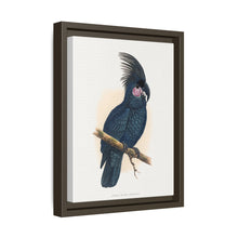 Great Black Cockatoo (Probosciger aterrimus) colored wood-engraved plate by Alexander Francis Lydon