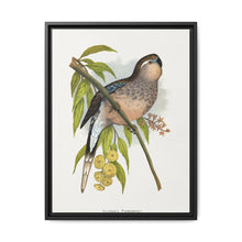 Bourke's Parrakeet (Neopsephotus bourkii) colored wood-engraved plate by Alexander Francis Lydon. - NOMADEN ART GALLERY