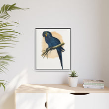 Hyacinthine Macaw (Anodorhynchus hyacinthinus) colored wood-engraved plate by Alexander Francis Lydon.