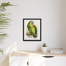 Blue-Fronted Amazon (Amazona aestiva) colored wood-engraved plate by Alexander Francis Lydon