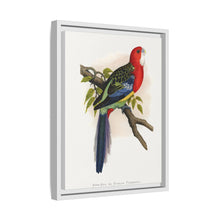 Rose-Hill or Rosella Parrakeet (Platycercus eximius) colored wood-engraved plate by Alexander Francis Lydon