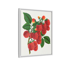 Shaffer's Colossal Raspberry Lithograph (1900)