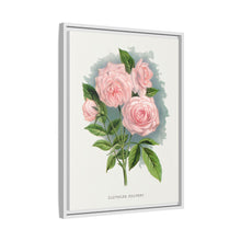 Pink rose, Clothilde Soupert lithograph. Digitally enhanced from our own original 1900 edition plates of Botanical Specimen published by Rochester Lithographing