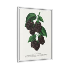 Lucretia Dewberry lithograph. Digitally enhanced from our own original 1900 edition plates of Botanical Specimen published by Rochester Lithographing