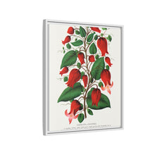 Prunus Triloba flower lithograph. Digitally enhanced from our own original 1900 edition plates of Botanical Specimen published by Rochester Lithographing