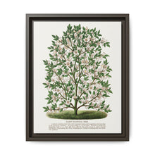 Hardy Magnolia tree lithograph. Digitally enhanced from our own original 1900 edition plates of Botanical Specimen published by Rochester Lithographing - NOMADEN ART GALLERY
