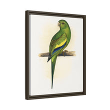 Canary-Winged Conure ( Brotogeris versicolurus) colored wood-engraved plate by Alexander Francis Lydon